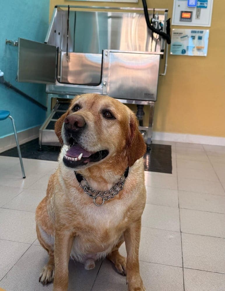Un labrador feliz en el local de AquaLadra, junto a la bañera de autolavado