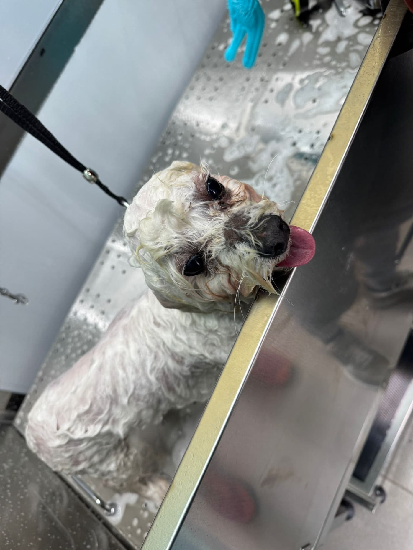 Toby recién salido de la bañera